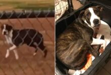 A Scared Dog Finally Learns To Trust Again And It Leads To A Miraculous Transformation