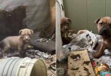 Rescuer Finds A Dog Family In An Abandoned House And Is Surprised By How Many There Were