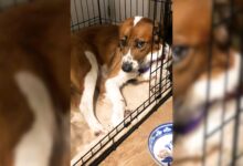 A Frightened Dog Refused To Leave The Crate Even After She Was Adopted