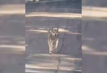 Stray Dog Followed A Woman’s Car Until She Gave Up And Took Him In
