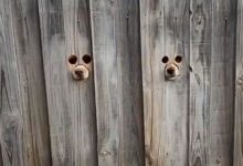 Woman Noticed Two Small Peepholes In Her Fence And Was Surprised By Who She Saw