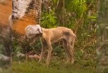 Rescuers Rushed To Aid A Malnourished Dog Whose Head Got Stuck In A Jar