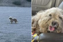 This Scared And Hopeless Dog Finally Got A New Chance After Being Rescued