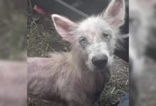 Abandoned And Starving Dog Comes Up To A Truck Driver And Asks To Be Rescued