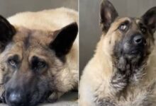 The Rescuers Were Shocked At How Desperately Overweight This Stray Dog Was
