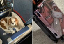 Woman Was Shocked When She Saw A Pampered Dog Comfortably Riding First Class
