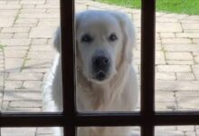 A Sweet Golden Retriever Loves Spending Time With His Neighbors Almost Every Day