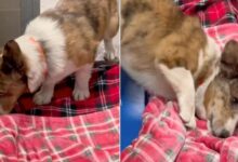 Rescue Dogs Experience A Soft Blanket For The Very First Time In Their Life
