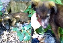 3-Months-Old German Shepherd Saved From The Woods Just In Time