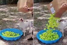 This Shelter Dog’s Reaction After Getting His Favorite Toys Will Melt Your Heart