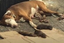 Giant-Hearted Rescuers Save Abandoned Momma Dog And Her Babies