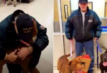 U.S. Veteran Reunites With His Dog After 3 Months Of Being In A Hospital