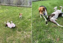 Rescued Beagle Exploded With Happiness When He Stepped Onto The Grass For The First Time