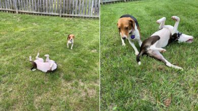Rescued Beagle Exploded With Happiness When He Stepped Onto The Grass For The First Time