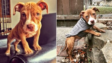 Starving Pit Bull Puppy Given Days To Live Transforms Into The Sweetest Dog