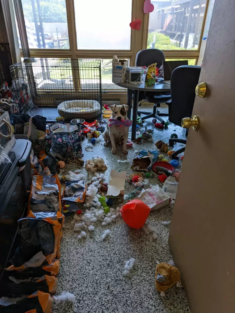 the dog made a mess in the house