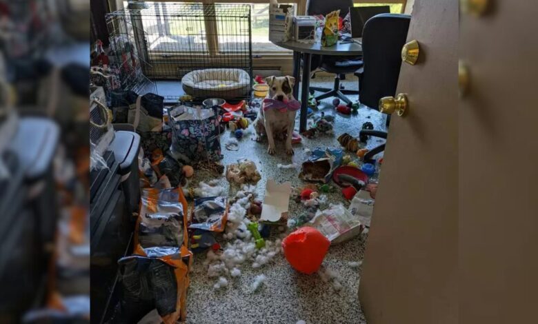 Shelter Dog Throws ‘A Party’ For Himself After Being Left In The Office