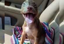 Puppy Can’t Hide Her Smile After Realizing She’s Getting A Foster Family