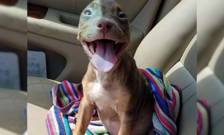 Puppy Can’t Hide Her Smile After Realizing She’s Getting A Foster Family