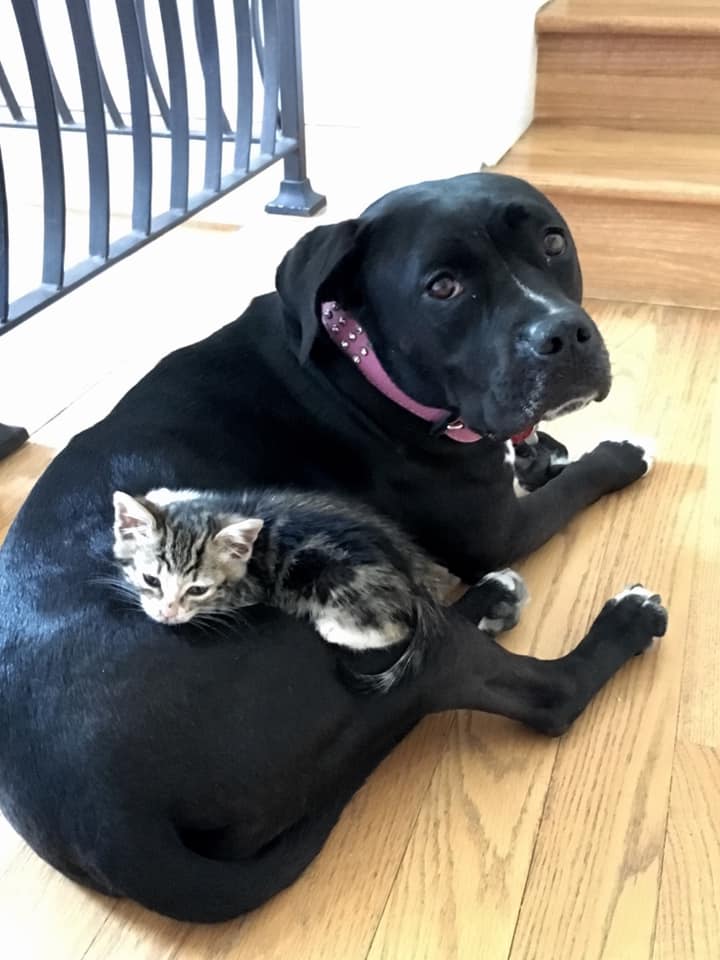 dog roxy and a stray kitten
