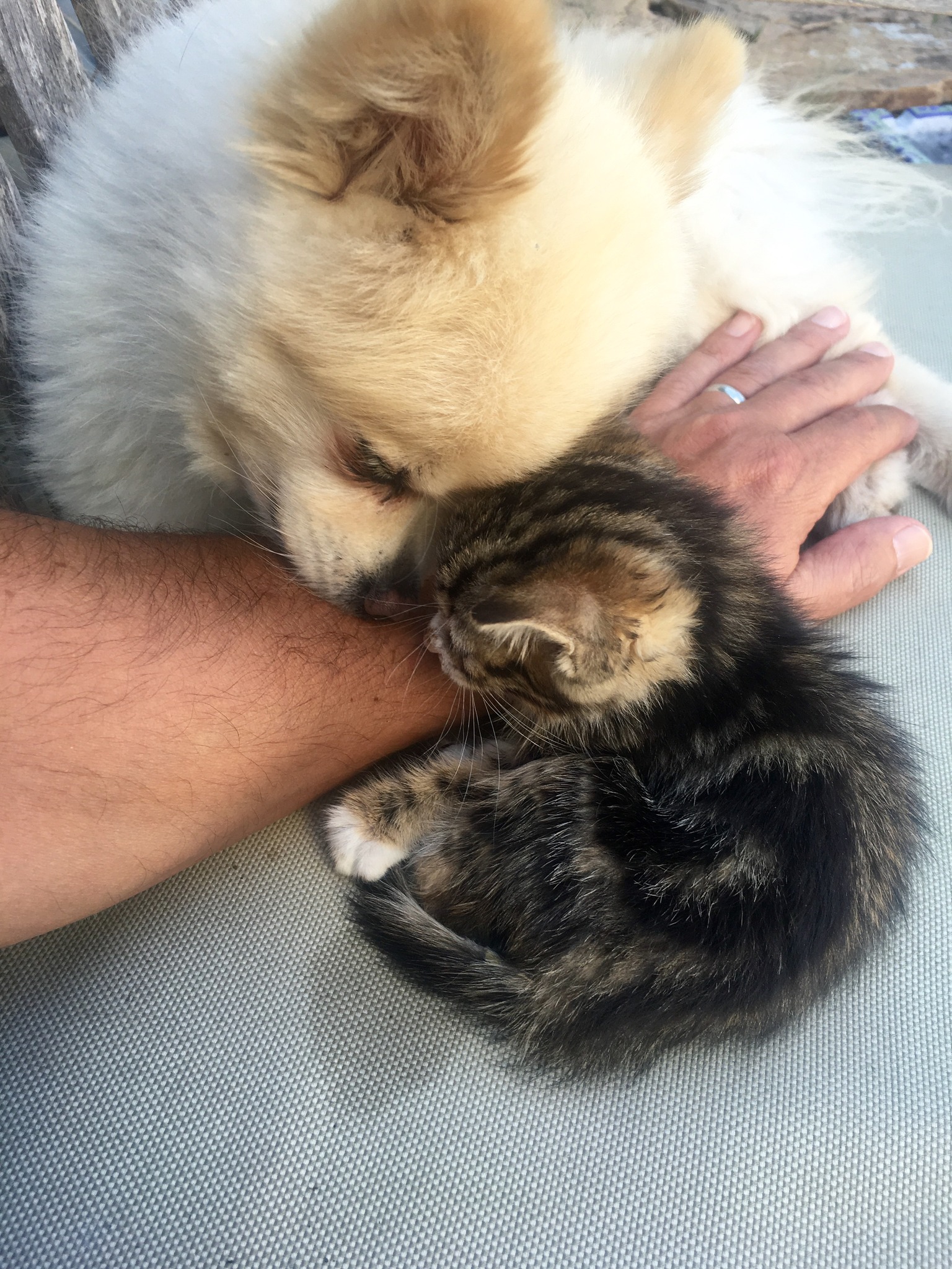 kitten and a dog leaning on man's hand