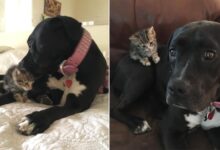 Stray Kitten Adopted From Street Can’t Imagine Life Without Her Doggo Sibling