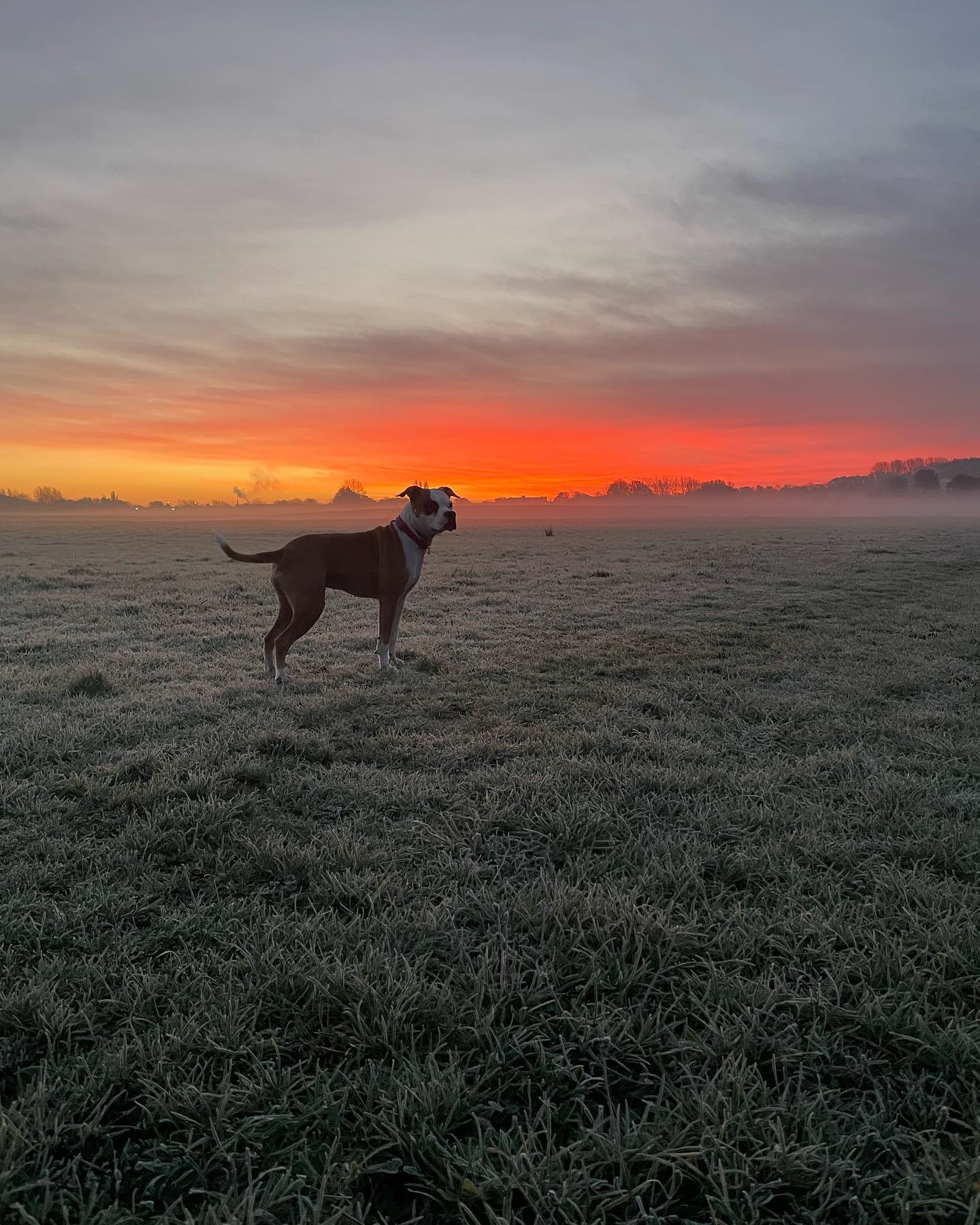 dog standing in field at sunset