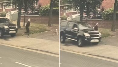 A Heroic Dog Saves His Mom From A Speeding Car
