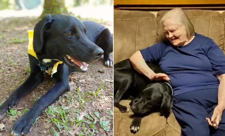 Woman Who Didn’t Like Having A Dog In Her House Changed Her Mind After He Saved Her Life
