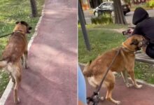 A Dog Walking In The Park Suddenly Recognizes The Woman On The Bench