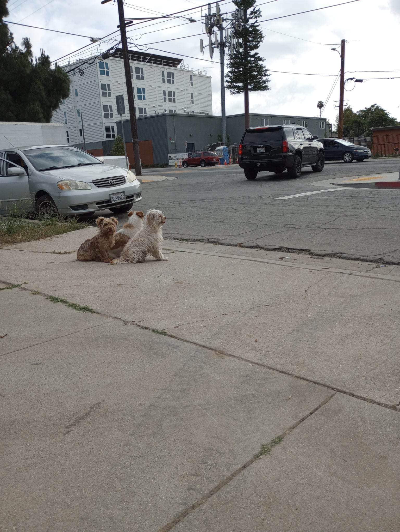 Three little dogs sitting on the street