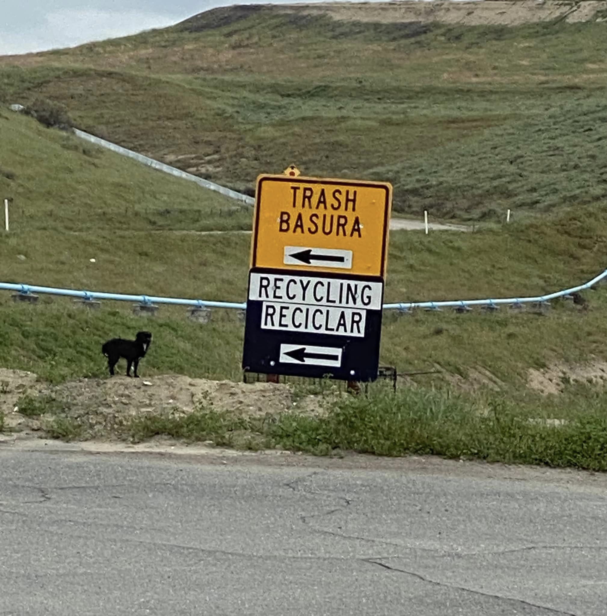 black dog standing next to a recycling sign