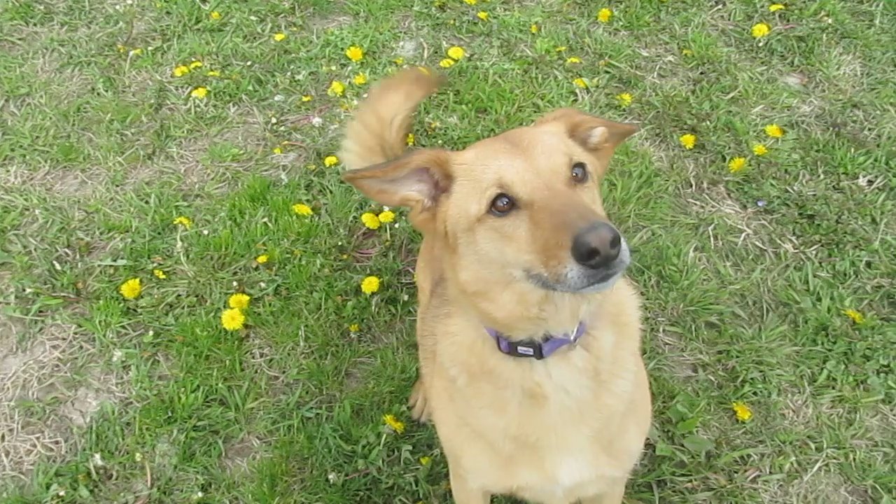 brown dog on a grass field