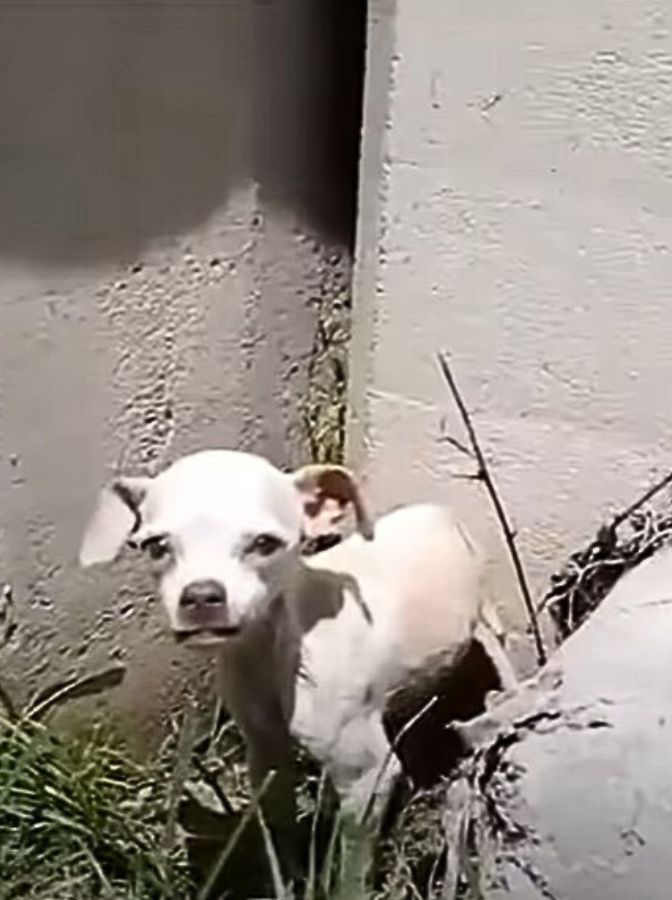 abandoned cute white puppy