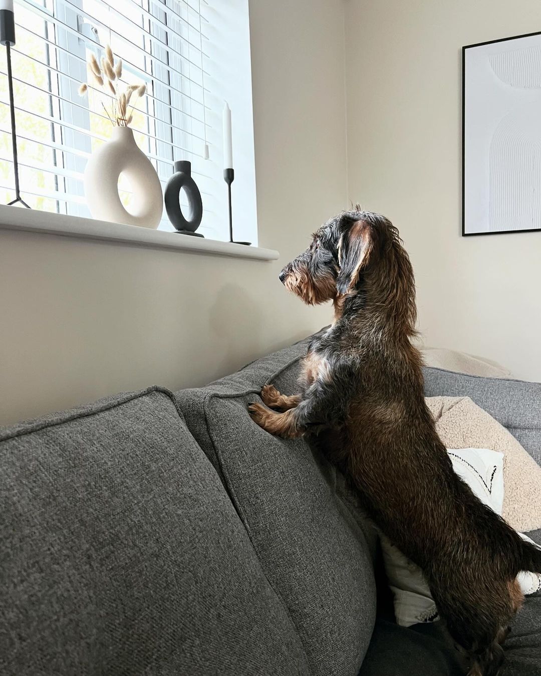 dachshund standing up on the couch and looking out of the window