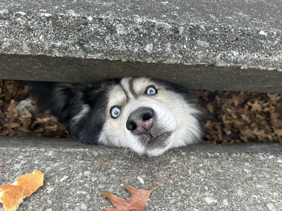 dog stuck in the sewer
