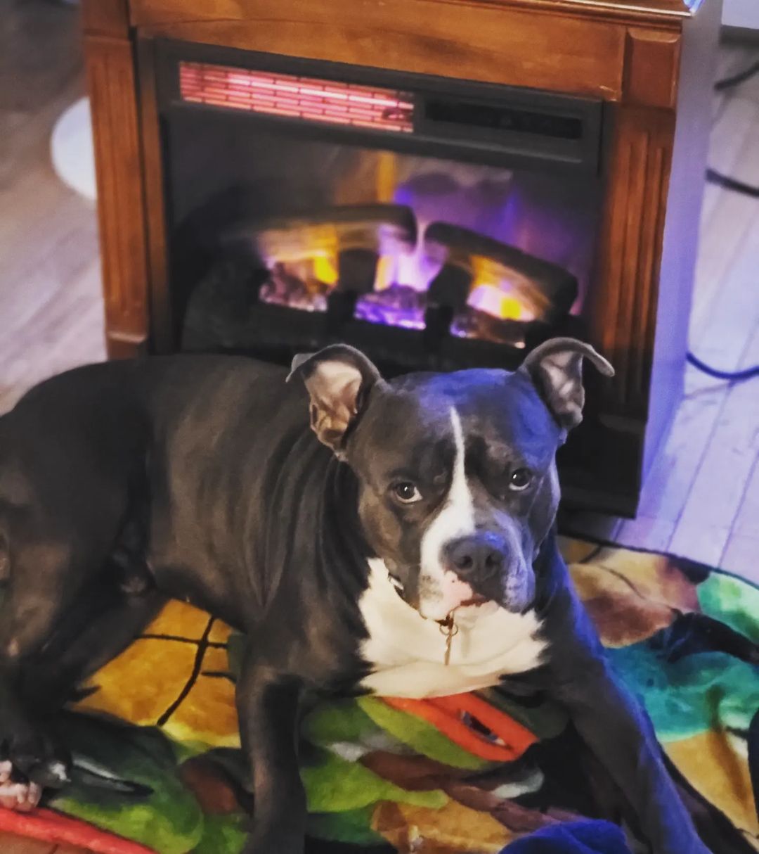 dog lying in front of fireplace