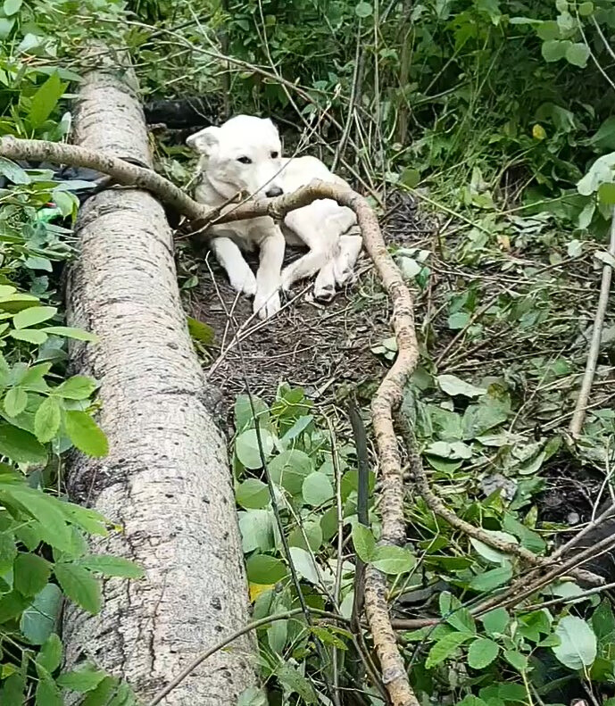injured puppy lying in the woods