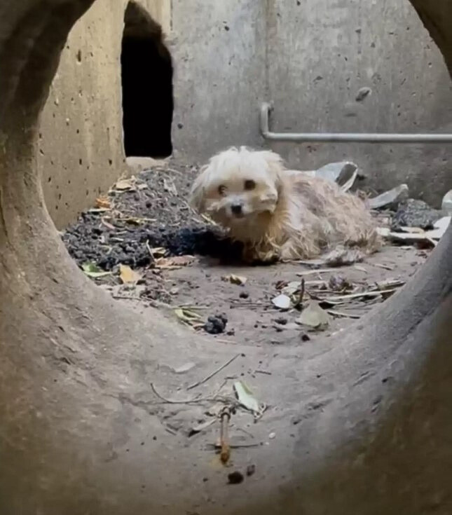 puppy trapped in storm drain
