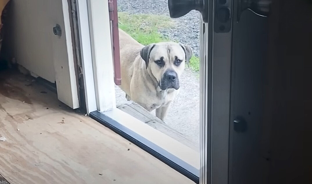 stray dog looking through window