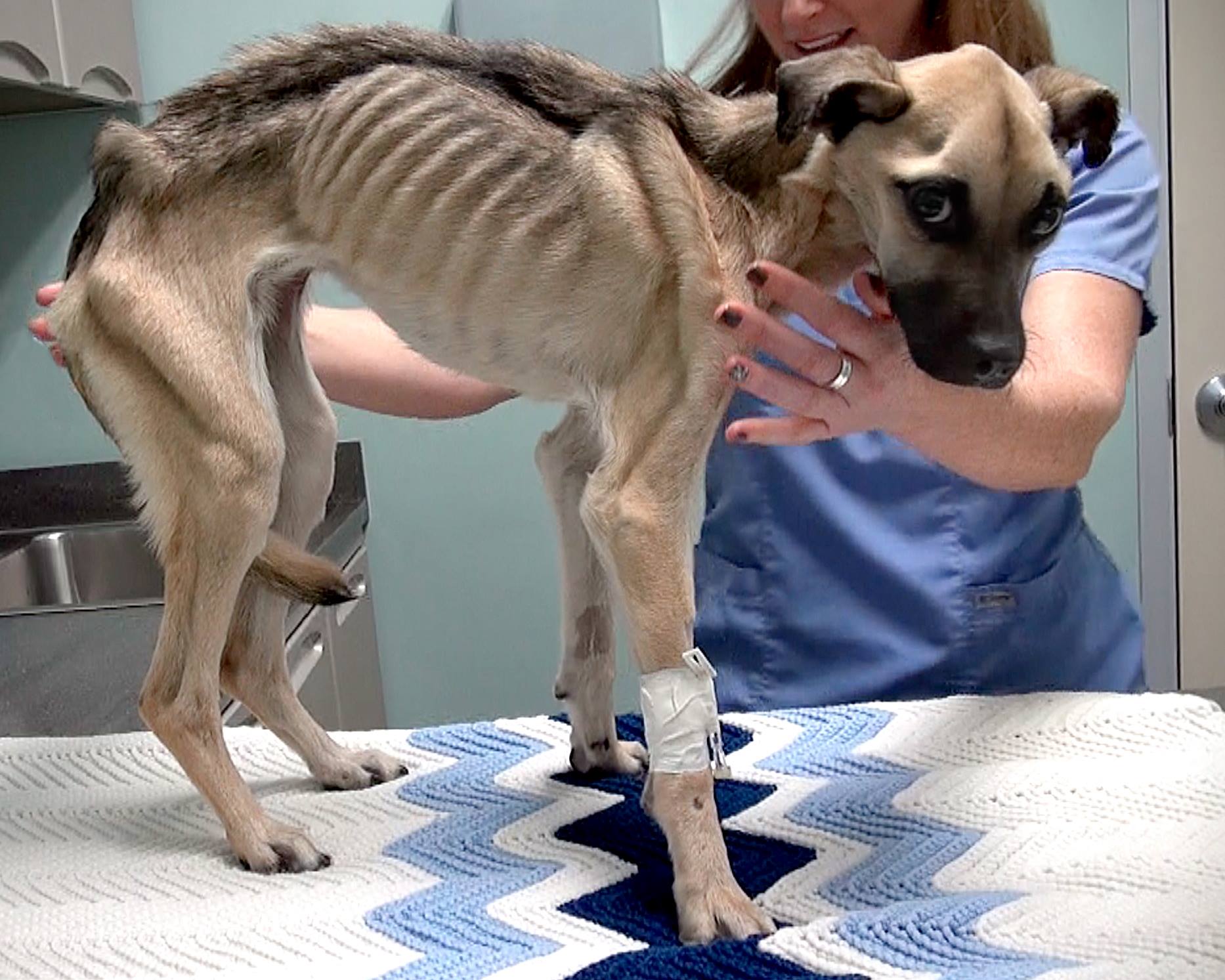photo of starved dog at vet's office