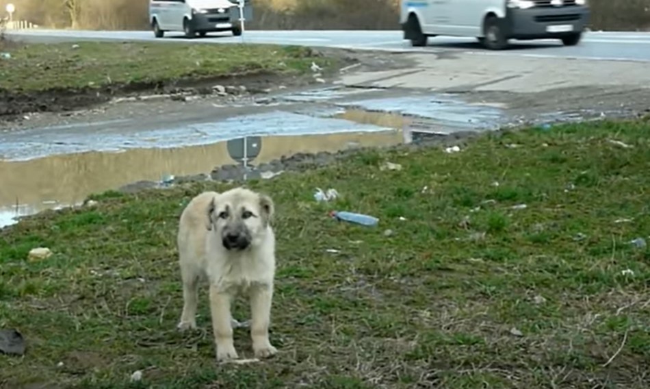 abandoned dog