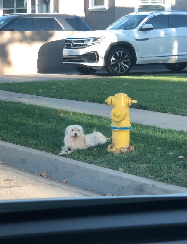 the dog is sitting and waiting for its owner