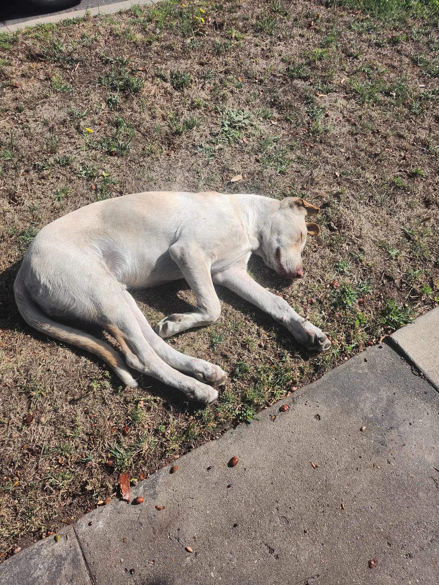 dog sleeping on the dirt
