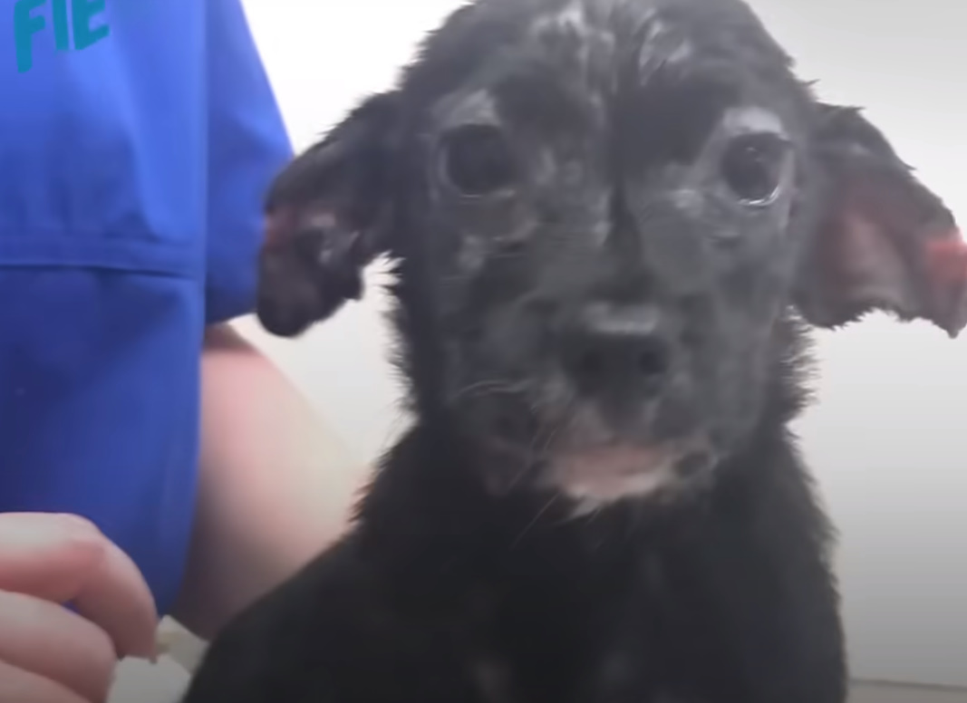 portrait of a black puppy at the vet