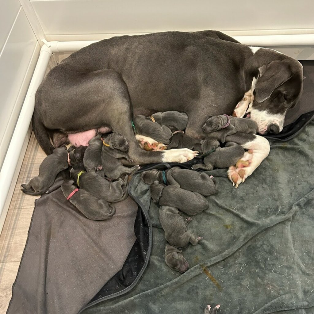 great dane lying with a big litter
