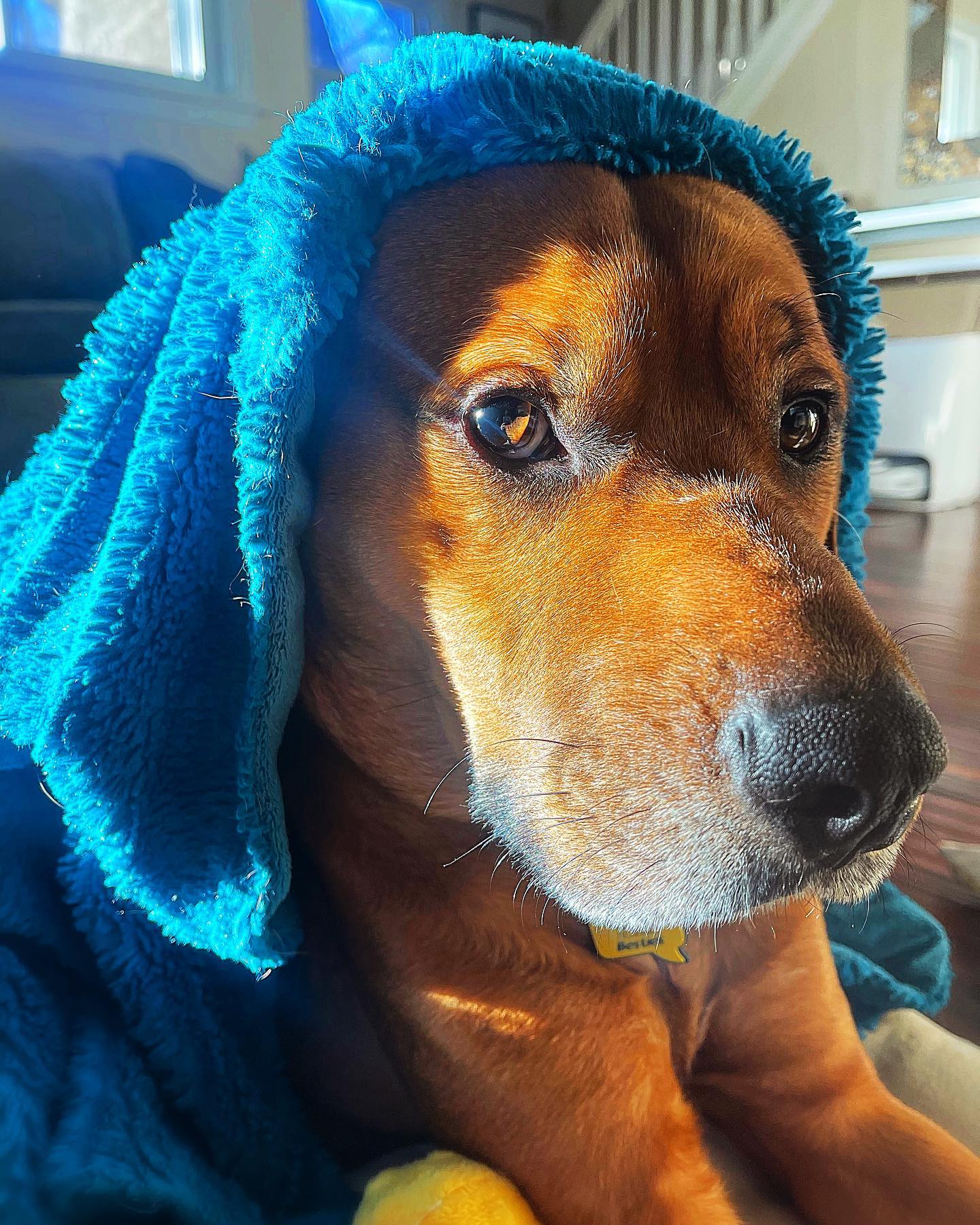dog with blue blanket over head