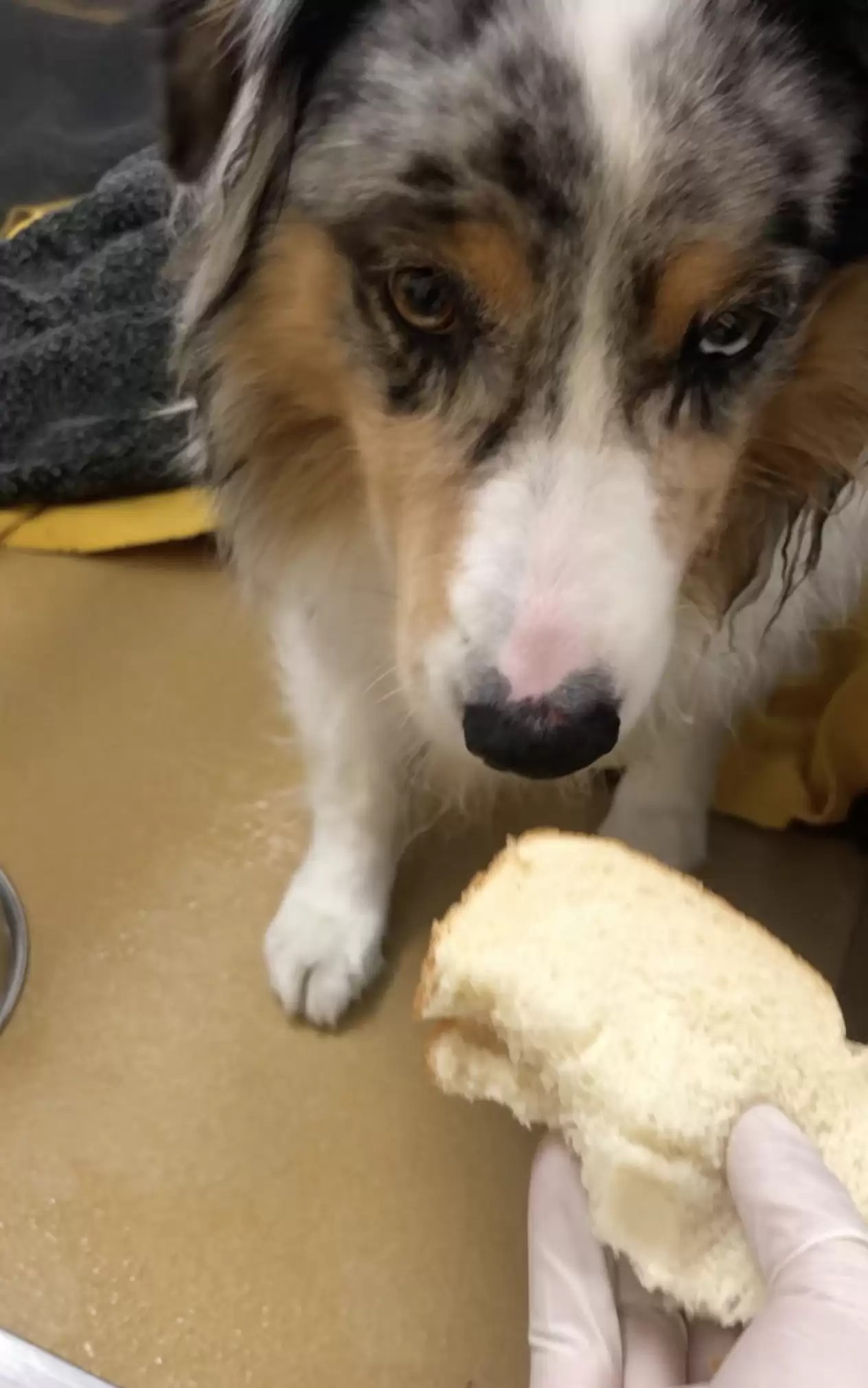 photo of dog looking at sandwich