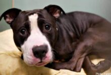 Couple Expecting A Baby Leaves Their Long-Time Pitbull At Shelter