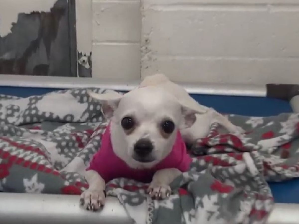 chihuahua lying on a blanket